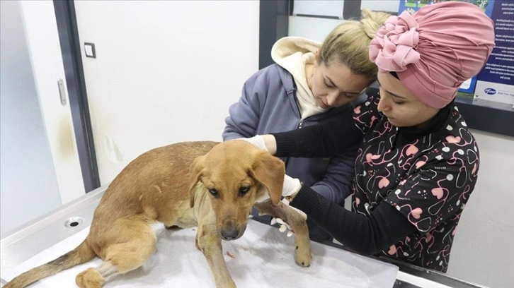 Afetzede veterinerler enkazdan kurtarılan