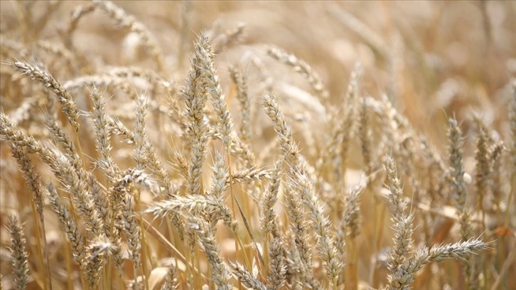 Afrika ülkelerinin yarısı buğday ithalatının en az üçte birini Rusya ve Ukrayna'dan yapıyor
