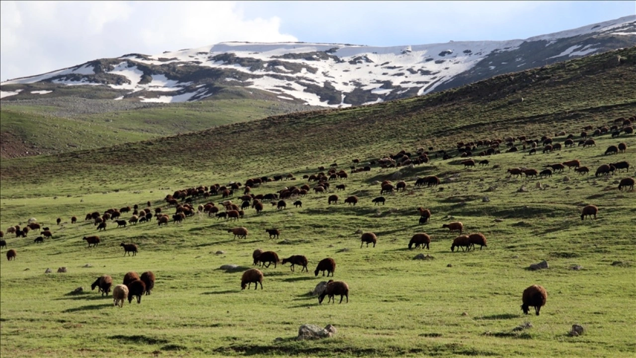 Ağrı'da baharın geç geldiği köylerin meraları, koyun ve kuzu sesleriyle şenlendi