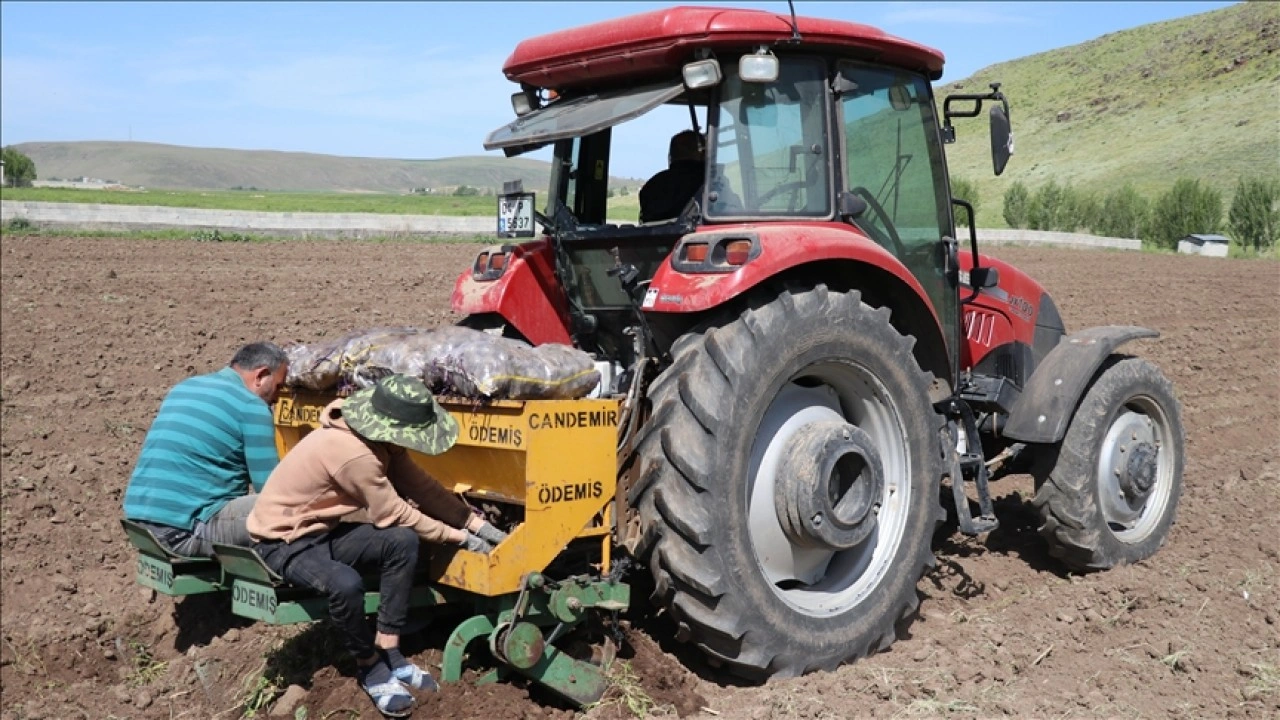 Ağrı'da mor patates üretimini 5'e katlayan girişimci çiftçilere örnek oluyor