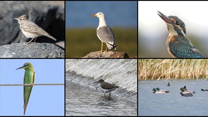 Ağrı Dağı çevresinde yaşayan 100 kuş türü bir yıllık çalışmayla görüntülendi