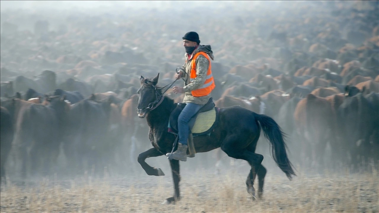 &quot;Ağrı Dağı'nın sığırtmaçları&quot; eğittikleri yılkı atlarıyla sürüleri kontrol ediyor