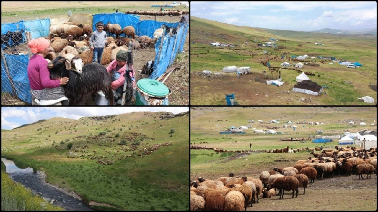 Ağrı'daki 371 yaylaya yerleşen göçer aileler yazı çadırlarda geçiriyor