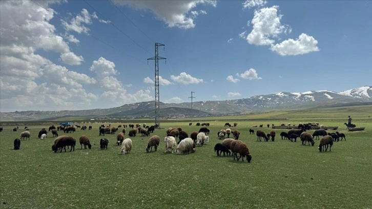 Ağrı'da besiciler kış boyu ahırlarda besledikleri hayvanlarını meraya çıkardı