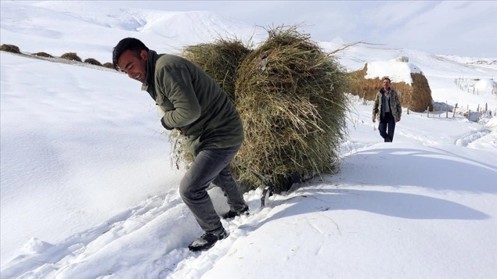 Ağrı'da besiciler kızaklarla ot taşıyarak hayvanlarını besliyor