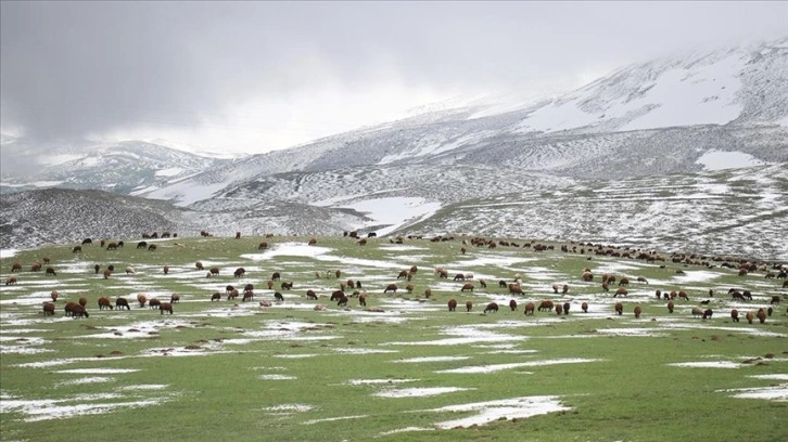 Ağrı'da çobanlar zorlu mesailerine bir yanı kar, bir yanı bahar dağlarda başladı