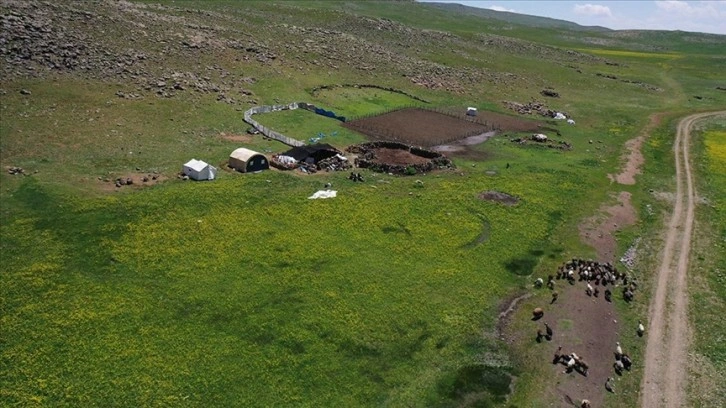 Ağrı'da göçerler Sinek Yaylası'nda çadırlarını kurmaya başladı