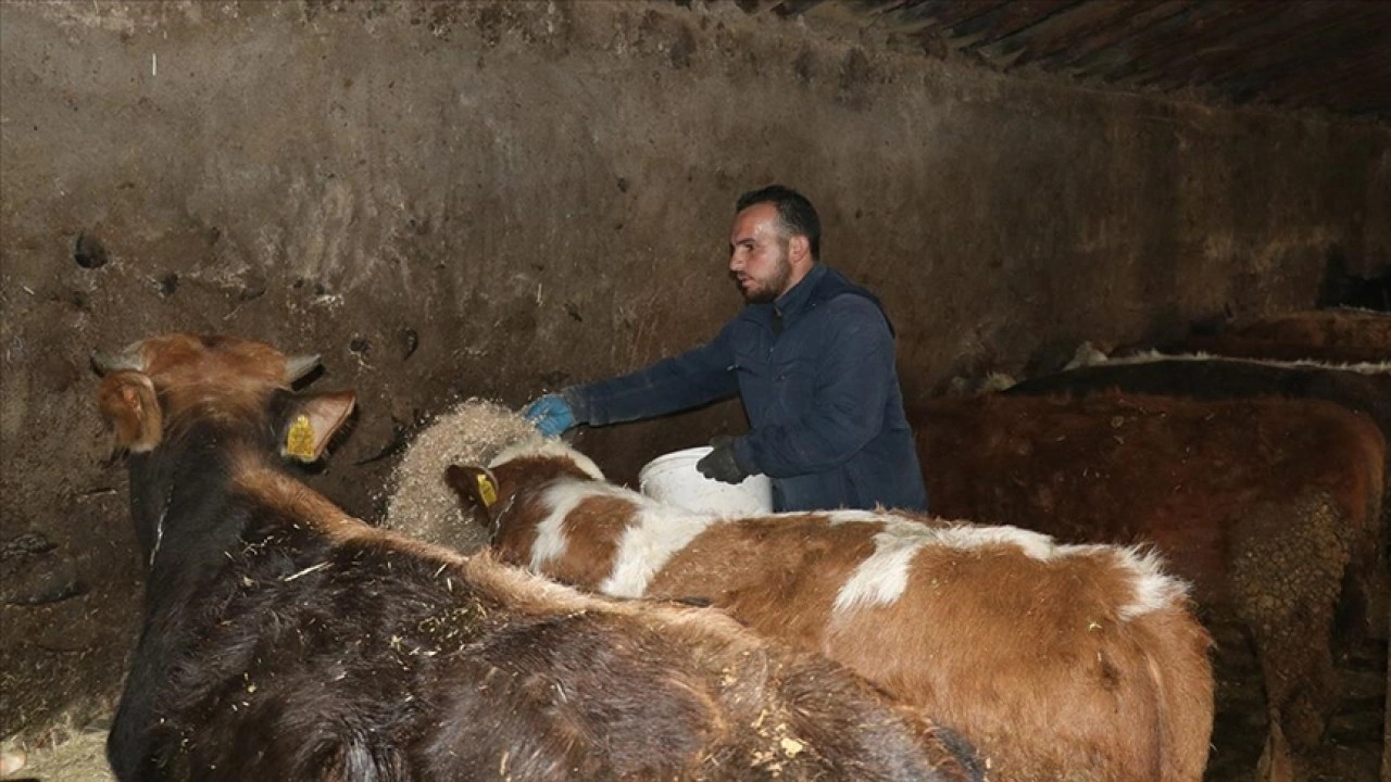 Ağrılı genç veteriner tekniker, hibe desteğiyle hayvancılık işini büyüttü
