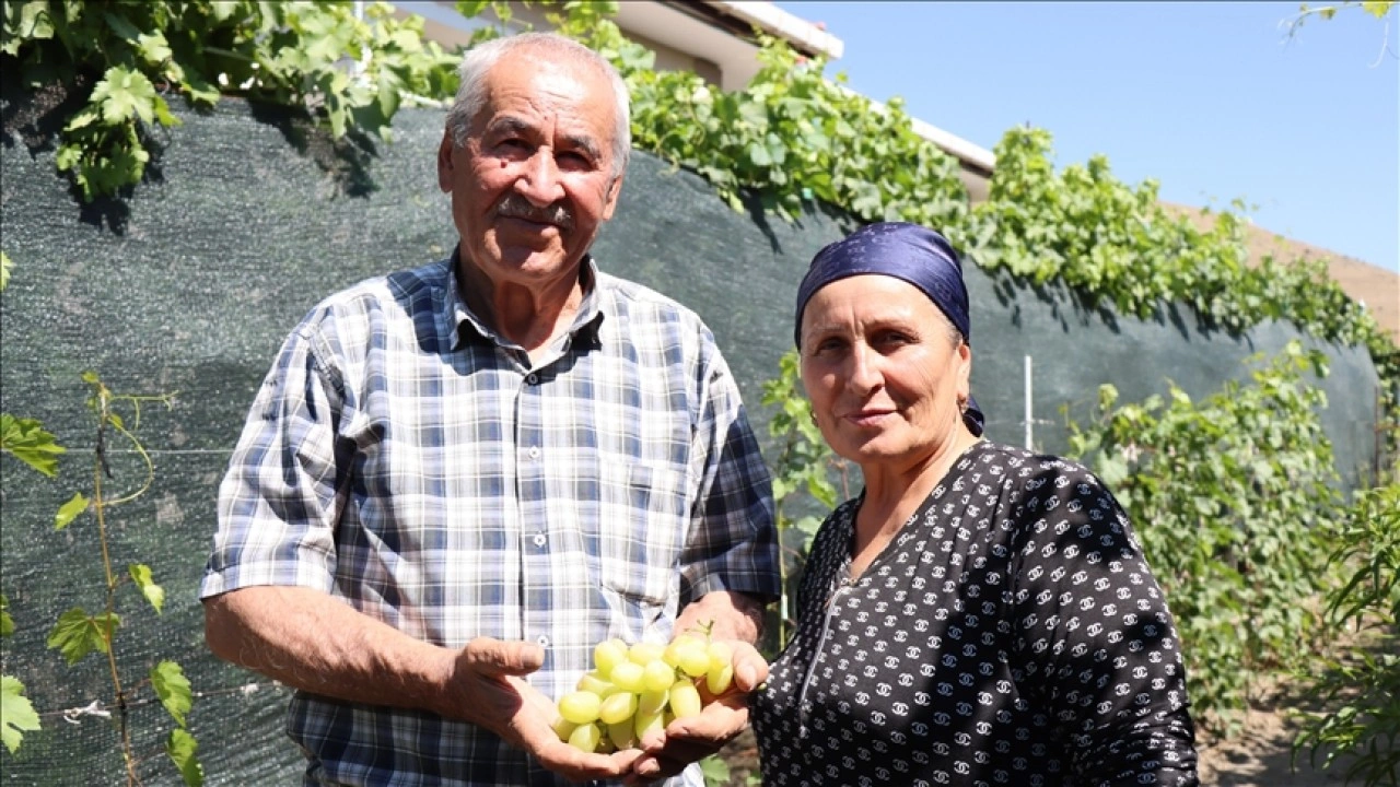 Ahıska Türkü çift, Ukrayna'dan getirdiği fidanlarla Erzincan'da 70 çeşit üzüm yetiştiriyor