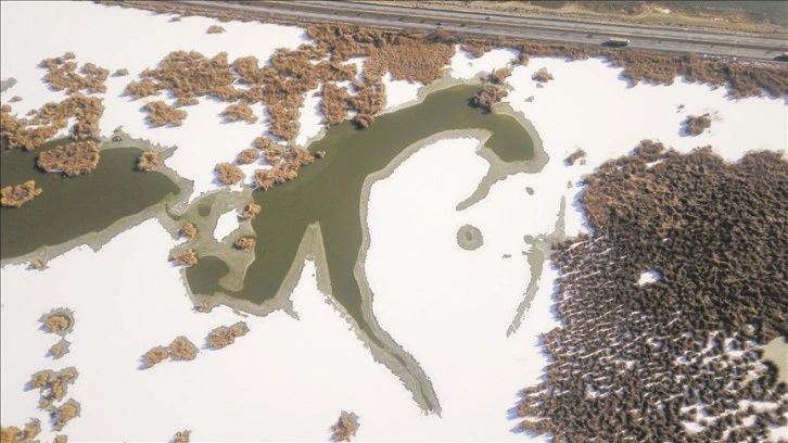 Ahlat'ta onlarca kuş türünün barındığı göletin yüzeyi buzla kaplandı