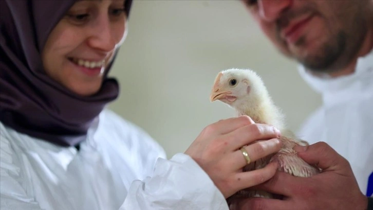 Aile dayanışmasıyla büyüttükleri çiftlikte yüz binlerce tavuk yetiştiriyorlar
