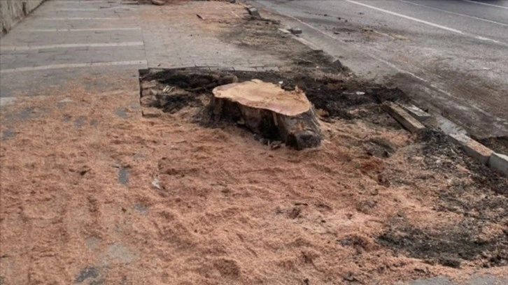 AK Parti'li Kılıç, İBB'nin Çırağan Caddesi'ndeki ağaç kesimine tepki gösterdi