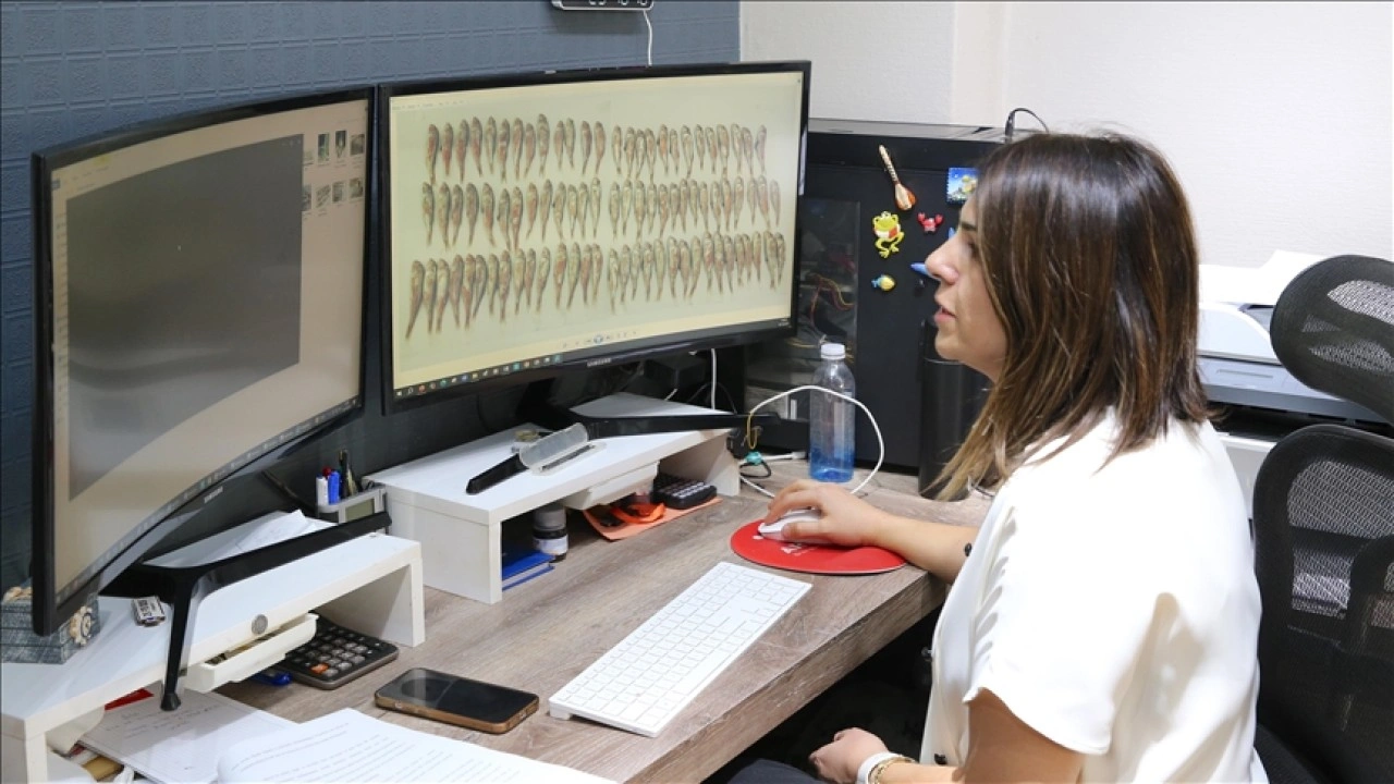 Akademisyenler Karadeniz'de bazı balık türlerinde mikroplastikleri araştırdı