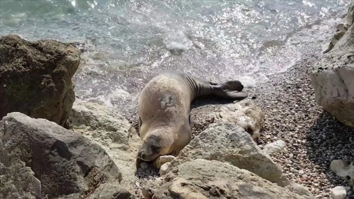 Akdeniz foklarının yaşam alanı olan deniz mağaraları koruma altına alınacak