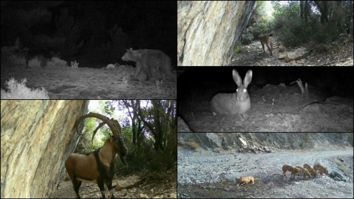 Akdeniz ve Ege'deki yaban hayatı fotokapanlarla görüntülendi