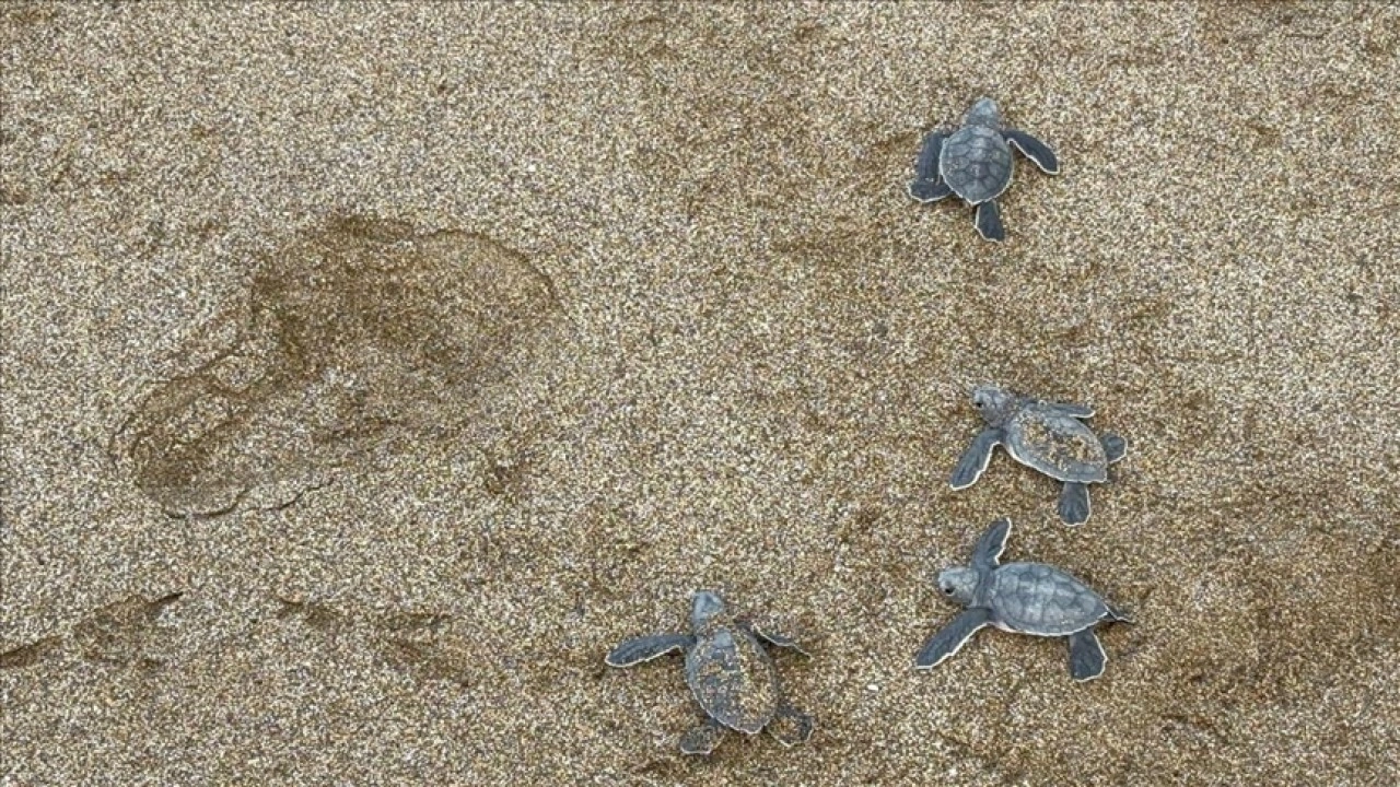 Alanya'da caretta caretta yavrularının denizle buluşma yolculuğu görüntülendi