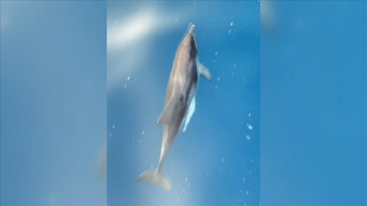 Alanya'da tur teknesine eşlik eden yunuslar görüntülendi
