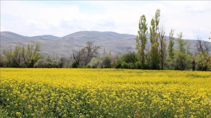 Almanya'da ve Trakya'da gördüğü kanolayı memleketinde ekti