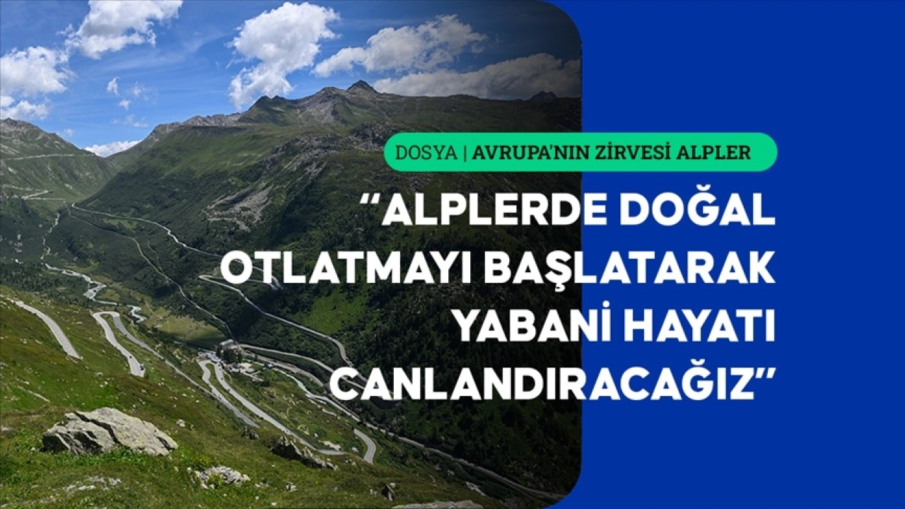 Alplerde otlatmanın yeniden başlatılması daha diren&ccedil;li ekosistemler sağlayabilir