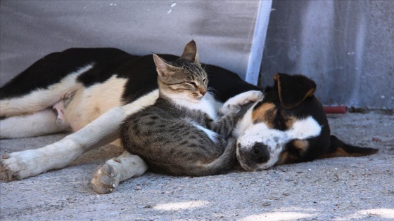 Amasya'da kedi ile köpeğin dostluğu görenlerin dikkatini çekiyor