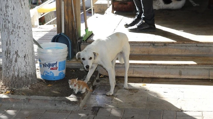 Amasya'da bir köpek, kedi yavrusuna annelik yapıyor