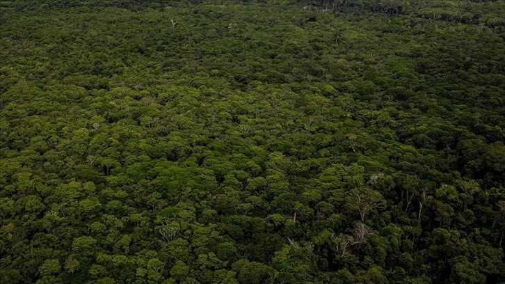 Amazon Ormanları'nın neredeyse yarısı 2050'ye kadar yok olabilir