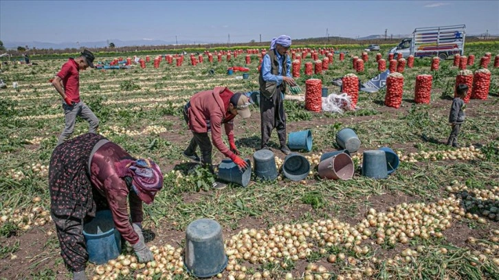 Amik Ovası'nda mevsimlik işçiler Ramazan'da mesaide