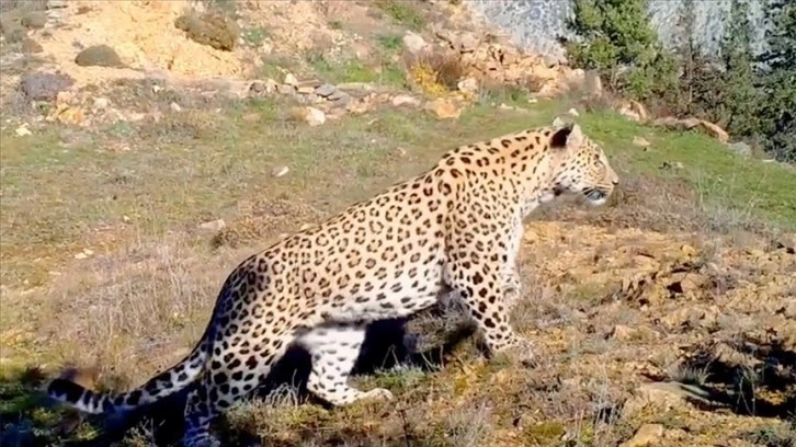 Anadolu leoparı iki ayrı bölgede yeniden görüntülendi