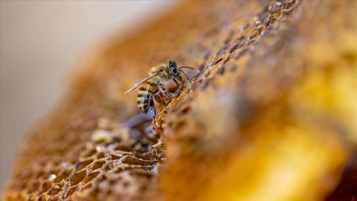 Ani iklim değişiklikleri arıların bağışıklık sistemini bozuyor