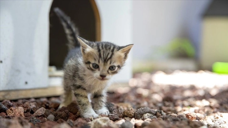 Ankara Adliyesinde sahipsiz hayvanlar için 'kedi sokağı' ve 'köpek sitesi' inşa