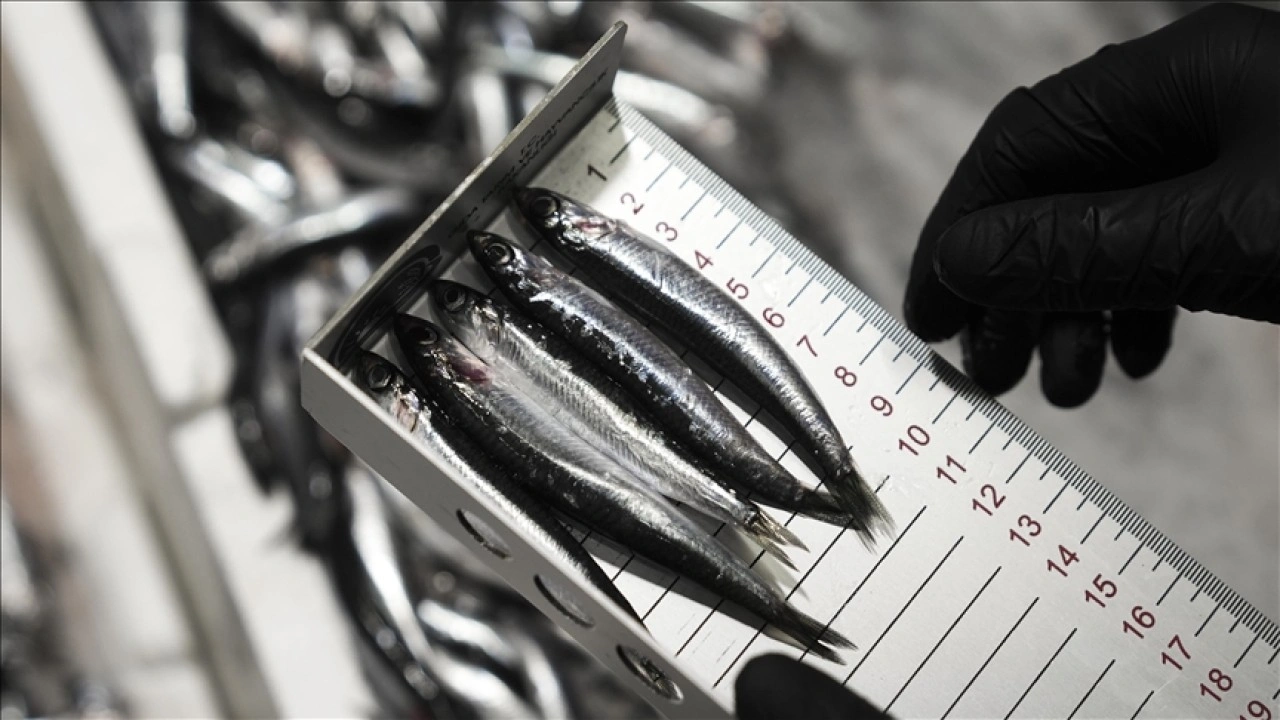 Ankara'da bu yıl 6 bin 161 su ürünleri denetimi yapıldı