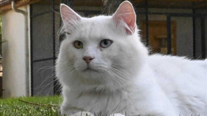 Ankara kedisi 'Seymen' yeni yuvası Ayasofya-i Kebir Camii'nde