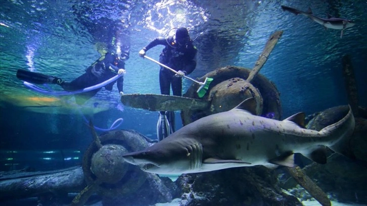 Antalya Akvaryum'da köpek balıkları arasında sonbahar temizliği