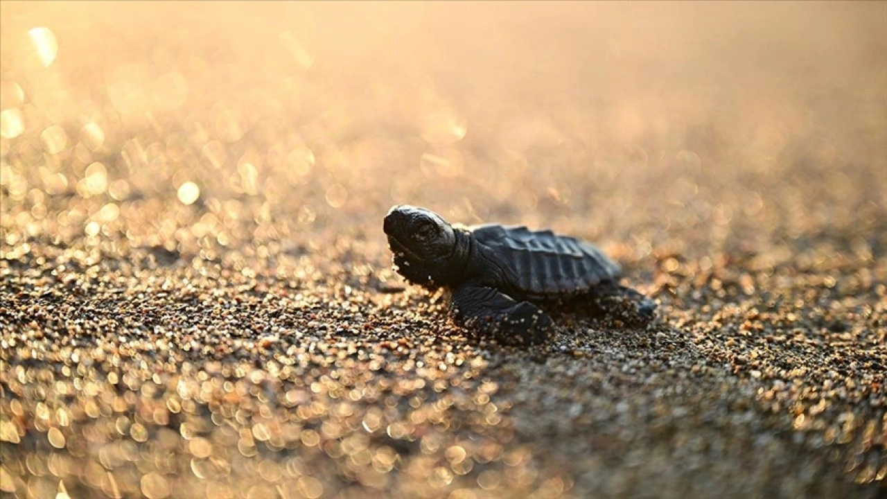 Antalya'da caretta caretta yavruları denizle buluştu