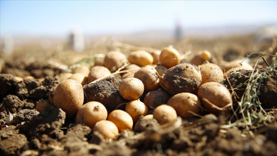 Antalya'da faydalı böcek yetiştiriciliği için ekilen patatesler hasat ediliyor