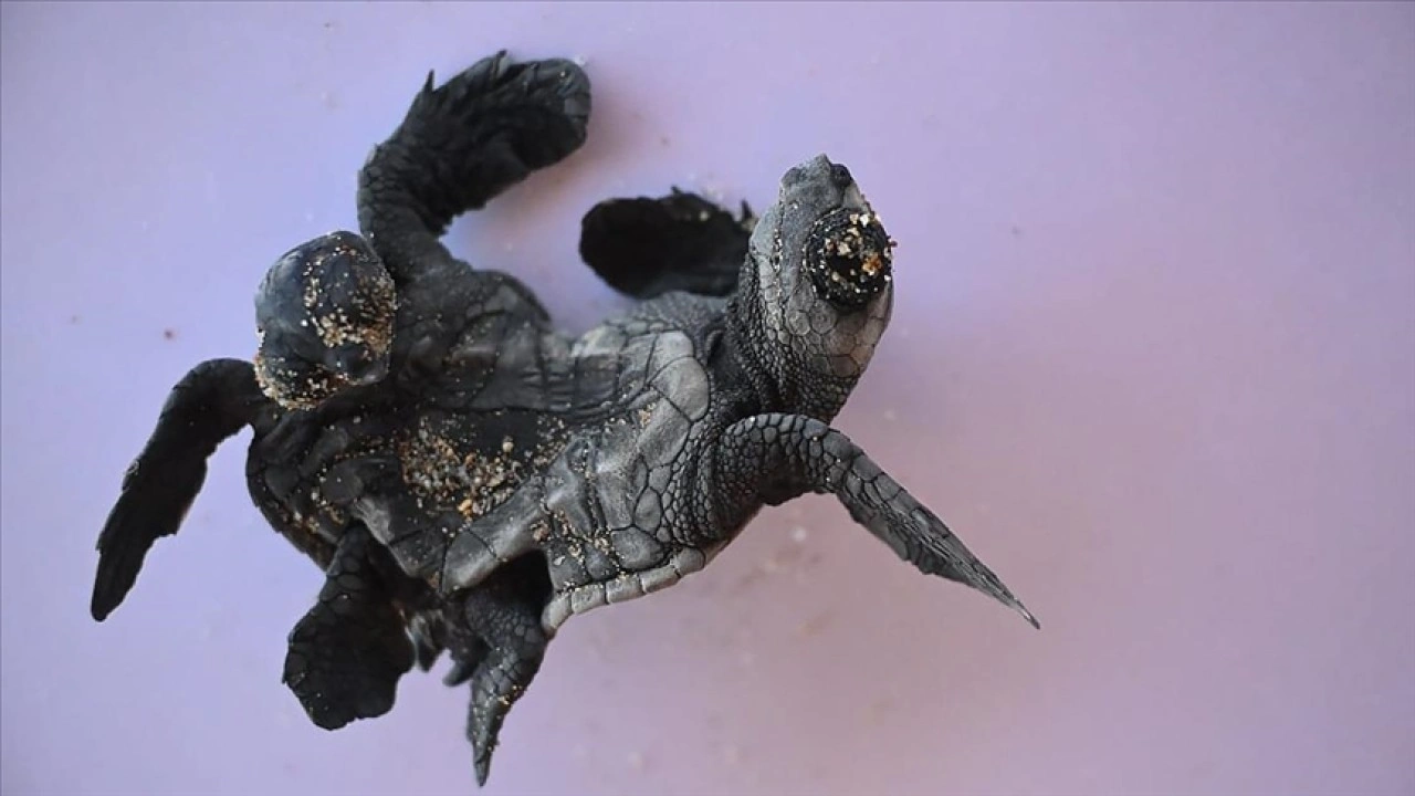Antalya'da siyam ikizi yavru caretta caretta görüntülendi