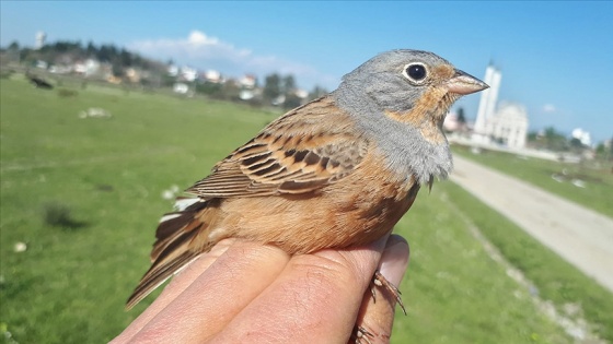 Antalya'daki kuş istasyonunda Prag ve Brüksel'de halkalanmış akgerdanlı ötleğenler yakalandı