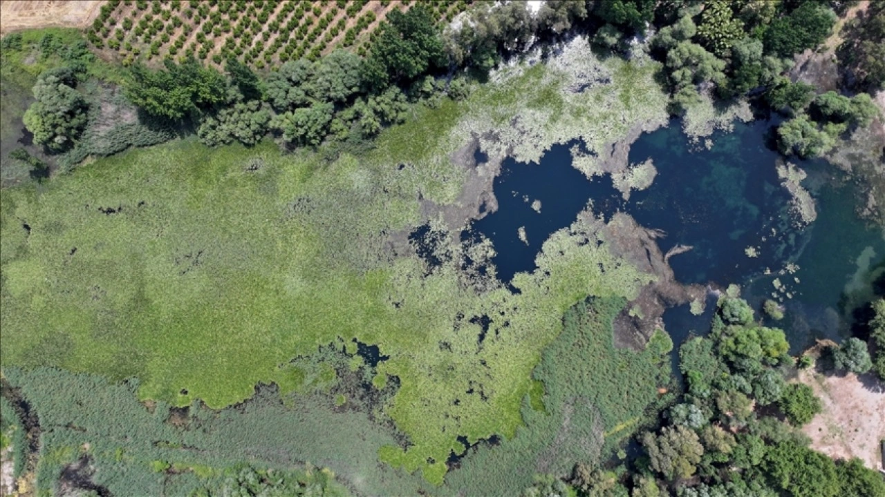 Antalya'nın su kaynağı Kırkgöz, nilüferlerle kaplandı