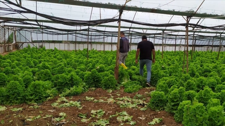 Antalya'da dolu ve fırtınadan etkilenen tarım alanlarında hasar tespiti yapılıyor