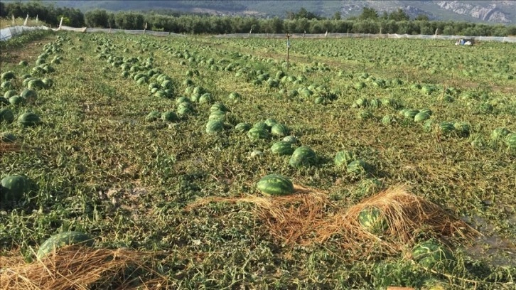 Antalya'da dolu yağışı tarım ürünlerine zarar verdi