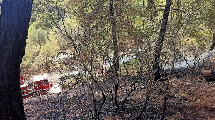 Antalya'da geçen yılki orman yangını endemik bitki türlerine de zarar verdi