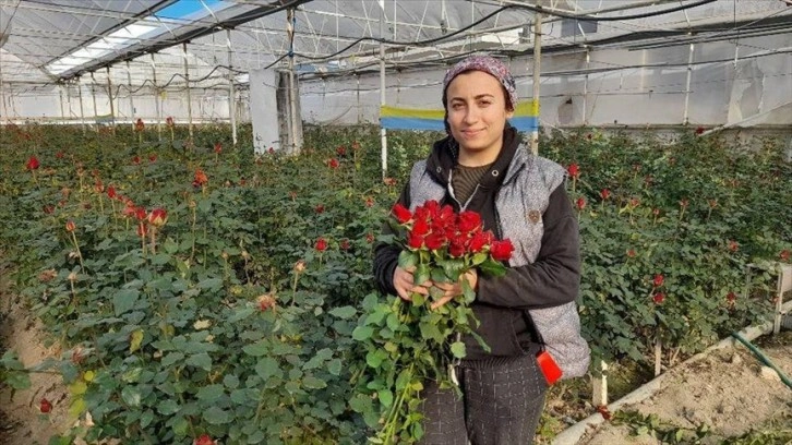 Antalya'da serada gülün hasadı aralık ayında da sürdü