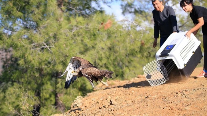 Antalya'da tedavisi tamamlanan yılan kartalı doğaya bırakıldı