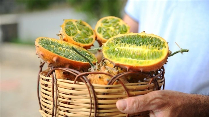 Antalya'da tropikal meyve kiwano üreticiye gelir kapısı oldu
