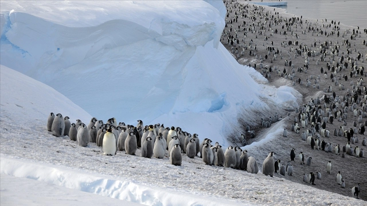 Antarktika'nın bir bölgesindeki imparator penguen nüfusu, 15 yılda yüzde 22 azaldı
