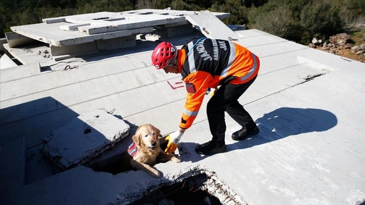 Arama kurtarma köpeği