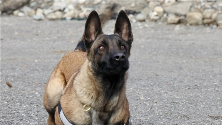 Arama kurtarma köpeği 'Rita', deprem bölgesinde 3 kişi ile bir kediyi kurtardı