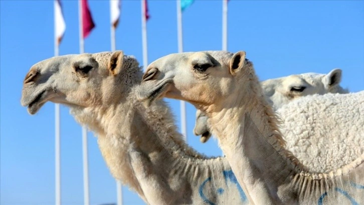 Arap develeri, geleneğin yaşatıldığı Katar Deve Festivali'nin 'en güzeli' olmak için yarışıyor