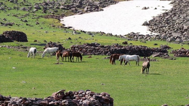 Aras Dağları yeşeren doğasıyla yılkı atlarını ağırlıyor