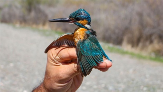 Aras Kuş Cenneti'nde 11 yılda 105 bin kuş halkalandı